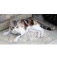 Ausgeglichene Tutzi sucht eigene Familie, EKH - Katze