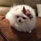 Ausgezeichnete Pomeranian Welpen, Zwergspitz - Hündin