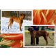 Auslesewelpe Kennel Asabi, Rhodesian Ridgeback Welpen - Hündin