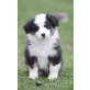 Aussie, Australian Shepherd Dog Welpen - Hündin