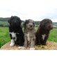 Aussiedoodle Welpen - Rüde