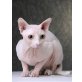 Austin, Sphynx - Kater