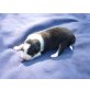 Austrailiansheperherd/Bordercollie Welpen - Rüde