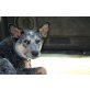 Australian Cattle Dog - Hündin