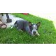 Australian Cattle Dog Welpen - Hündin