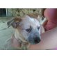 Australian Cattle Dog Welpen - Rüde