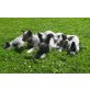 Australian Cattle Dog Welpen - Rüde