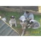 Australian Cattle Dog Welpen - Rüde