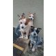 Australian Cattle Dog Welpen - Rüde