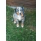 Australian Shephard/Bernersennen - Hündin