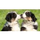 Australian Shepherd, Australian Shepherd Dog - Hündin