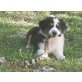 Australian Shepherd, Australian Shepherd Dog - Rüde