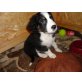 Australian Shepherd -Beagle Mix Welpen Welpen - Hündin