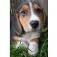 Australian Shepherd  Beagle Welpen  Welpen - Rüde