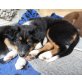Australian Shepherd/Border Collie Welpen - Rüde