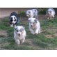 Australian Shepherd Dog - Hündin