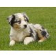 Australian Shepherd Dog - Hündin