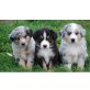 Australian Shepherd Dog - Hündin