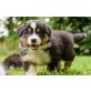 Australian Shepherd Dog - Hündin