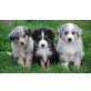 Australian Shepherd Dog - Hündin