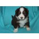 Australian Shepherd Dog - Hündin