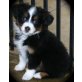 Australian Shepherd Dog - Hündin
