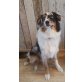 Australian Shepherd Dog - Hündin