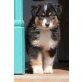 Australian Shepherd Dog - Hündin