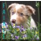 Australian Shepherd Dog - Hündin