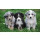 Australian Shepherd Dog - Hündin
