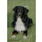 Australian Shepherd Dog - Hündin
