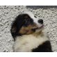 Australian Shepherd Dog - Rüde
