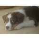 Australian Shepherd Dog - Rüde