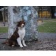 Australian Shepherd Dog - Rüde