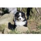 Australian Shepherd Dog - Rüde