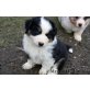 Australian Shepherd Dog - Rüde
