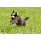 Australian Shepherd Dog - Rüde