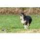Australian Shepherd Dog - Rüde