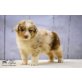 Australian Shepherd Dog - Rüde