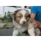Australian Shepherd Dog - Rüde