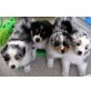 Australian Shepherd Dog - Rüde