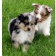 Australian Shepherd Dog - Rüde