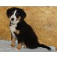 Australian Shepherd Dog - Rüde