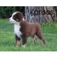 Australian Shepherd Dog - Rüde
