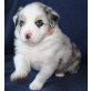 Australian Shepherd Dog Welpen - Hündin