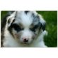 Australian Shepherd Dog Welpen - Hündin