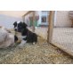Australian Shepherd Dog Welpen - Hündin