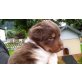 Australian Shepherd Dog Welpen - Hündin
