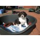 Australian Shepherd Dog Welpen - Hündin