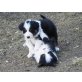 Australian Shepherd Dog Welpen - Hündin